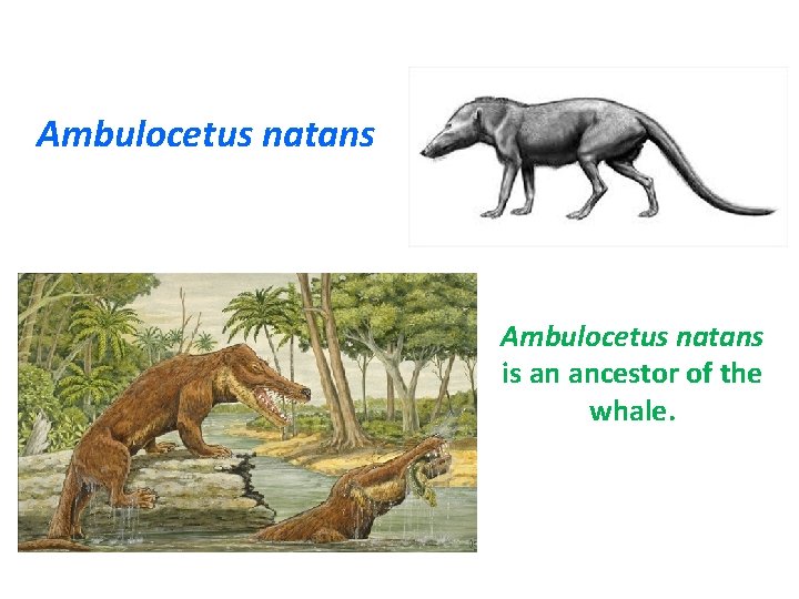 Ambulocetus natans is an ancestor of the whale. 