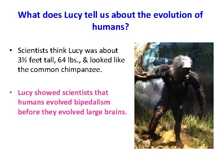 What does Lucy tell us about the evolution of humans? • Scientists think Lucy