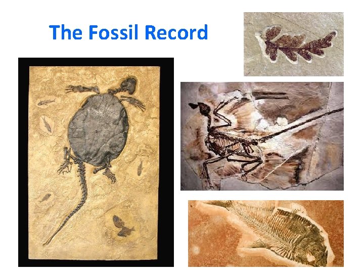 The Fossil Record 