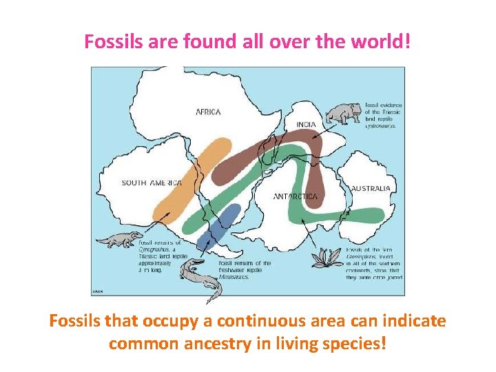 Fossils are found all over the world! Fossils that occupy a continuous area can