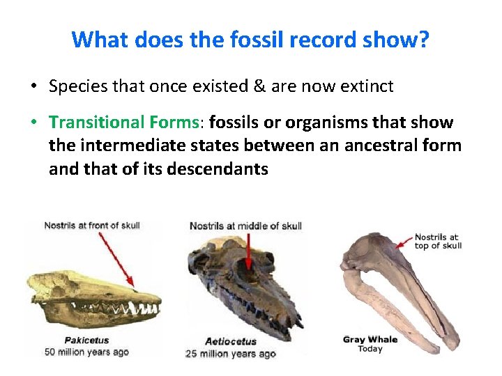 What does the fossil record show? • Species that once existed & are now