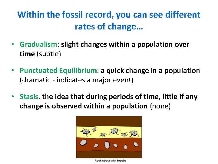 Within the fossil record, you can see different rates of change… • Gradualism: slight