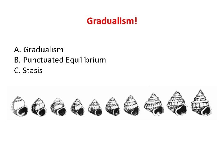 Gradualism! A. Gradualism B. Punctuated Equilibrium C. Stasis 