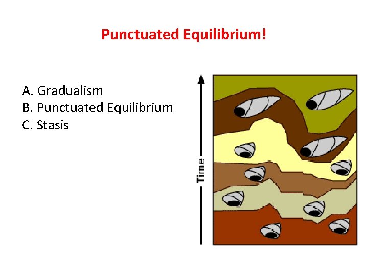 Punctuated Equilibrium! A. Gradualism B. Punctuated Equilibrium C. Stasis 