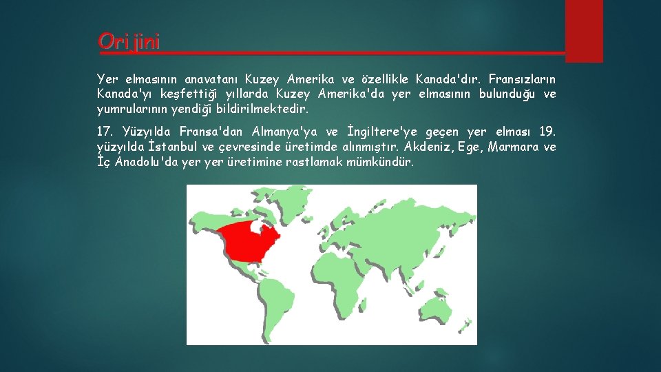 Orijini Yer elmasının anavatanı Kuzey Amerika ve özellikle Kanada'dır. Fransızların Kanada'yı keşfettiği yıllarda Kuzey