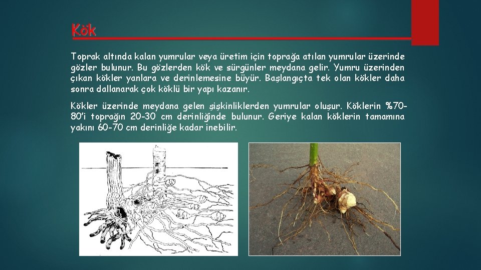 Kök Toprak altında kalan yumrular veya üretim için toprağa atılan yumrular üzerinde gözler bulunur.