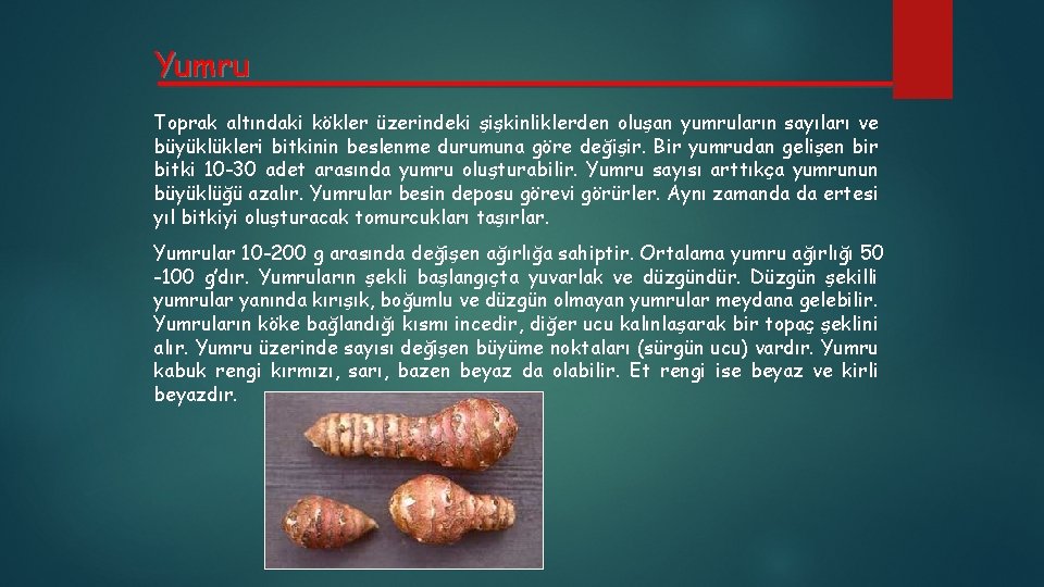 Yumru Toprak altındaki kökler üzerindeki şişkinliklerden oluşan yumruların sayıları ve büyüklükleri bitkinin beslenme durumuna