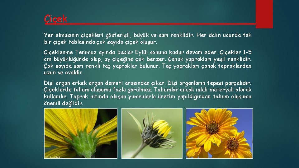 Çiçek Yer elmasının çiçekleri gösterişli, büyük ve sarı renklidir. Her dalın ucunda tek bir