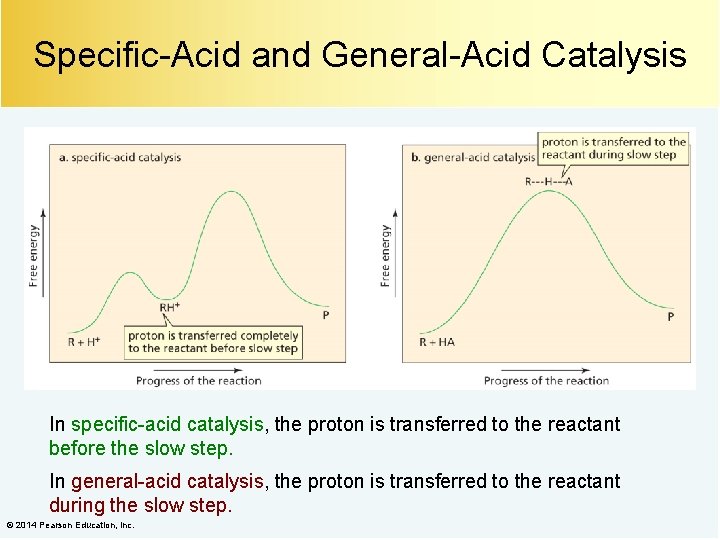 Specific-Acid and General-Acid Catalysis In specific-acid catalysis, the proton is transferred to the reactant