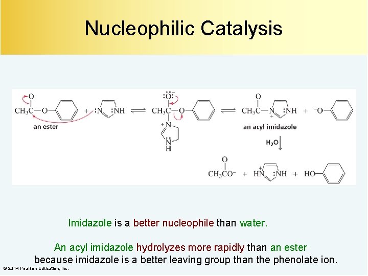 Nucleophilic Catalysis Imidazole is a better nucleophile than water. An acyl imidazole hydrolyzes more