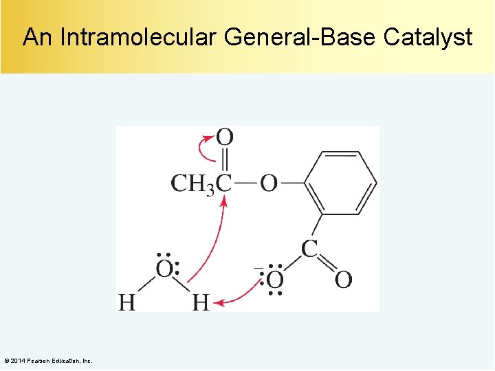 An Intramolecular General-Base Catalyst © 2014 Pearson Education, Inc. 
