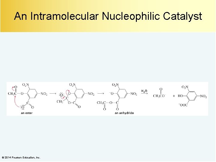 An Intramolecular Nucleophilic Catalyst © 2014 Pearson Education, Inc. 