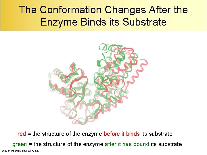 The Conformation Changes After the Enzyme Binds its Substrate red = the structure of