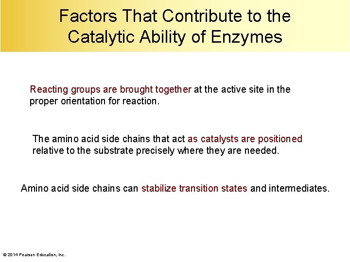 Factors That Contribute to the Catalytic Ability of Enzymes Reacting groups are brought together