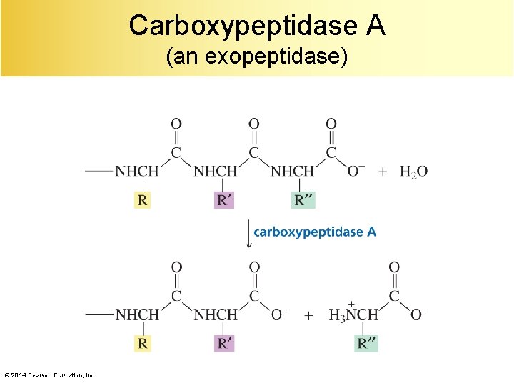 Carboxypeptidase A (an exopeptidase) © 2014 Pearson Education, Inc. 