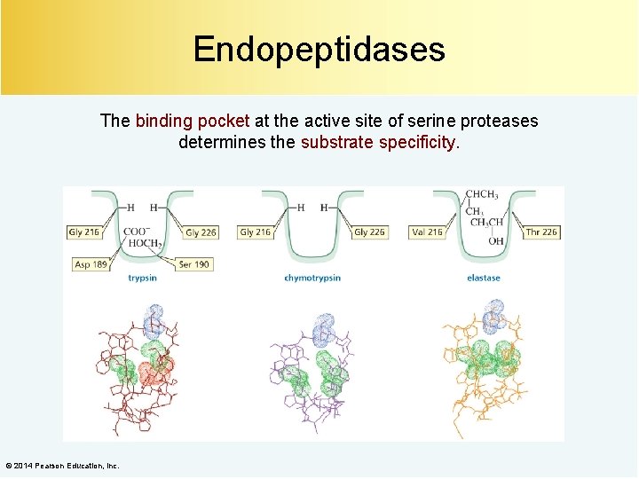 Endopeptidases The binding pocket at the active site of serine proteases determines the substrate