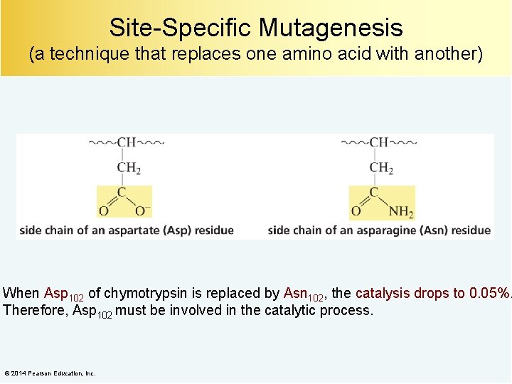 Site-Specific Mutagenesis (a technique that replaces one amino acid with another) When Asp 102