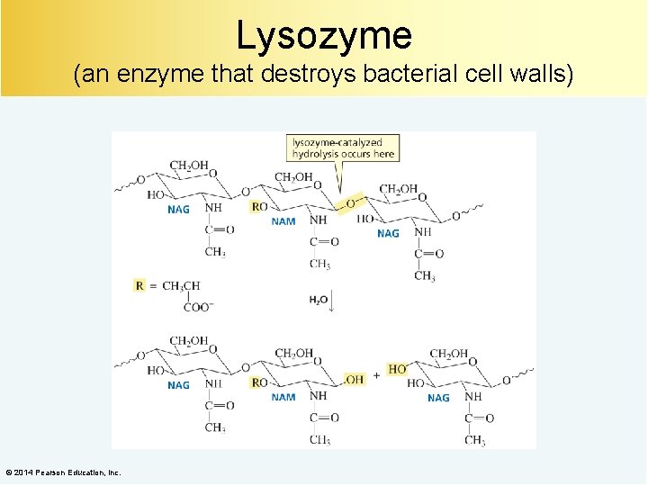 Lysozyme (an enzyme that destroys bacterial cell walls) © 2014 Pearson Education, Inc. 
