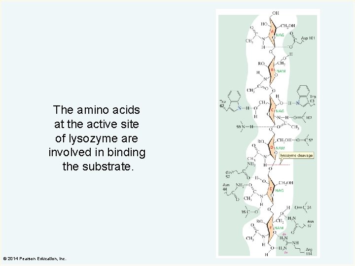The amino acids at the active site of lysozyme are involved in binding the