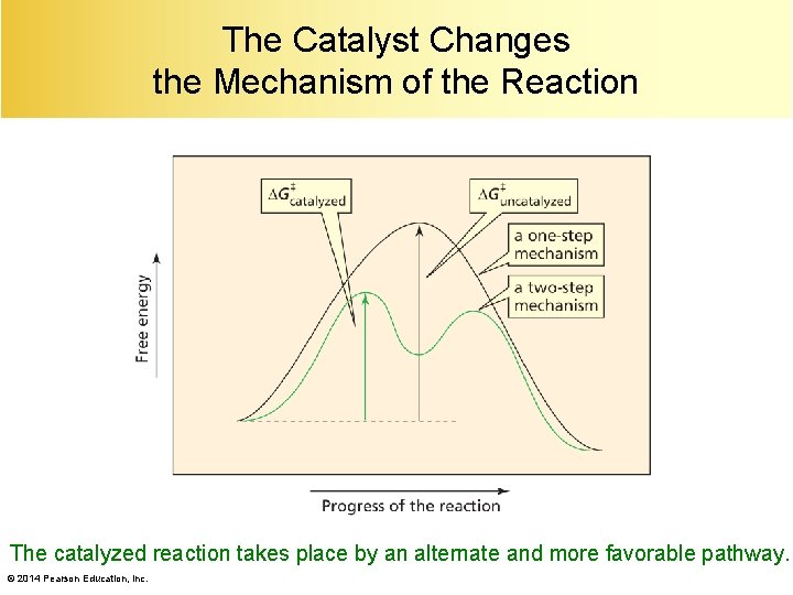 The Catalyst Changes the Mechanism of the Reaction The catalyzed reaction takes place by