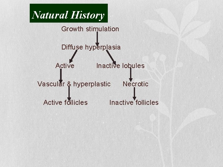 Natural History Growth stimulation Diffuse hyperplasia Active Inactive lobules Vascular & hyperplastic Active follicles