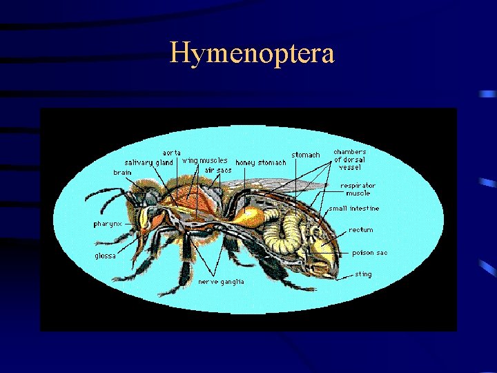 Hymenoptera 