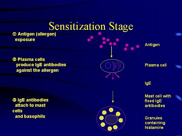 Sensitization Stage Antigen (allergen) exposure Antigen Plasma cells produce Ig. E antibodies against the