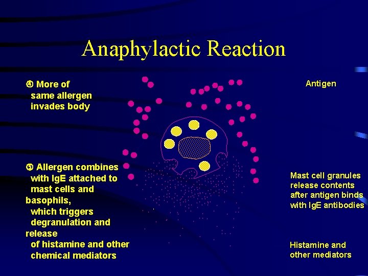Anaphylactic Reaction Antigen More of same allergen invades body Allergen combines with Ig. E