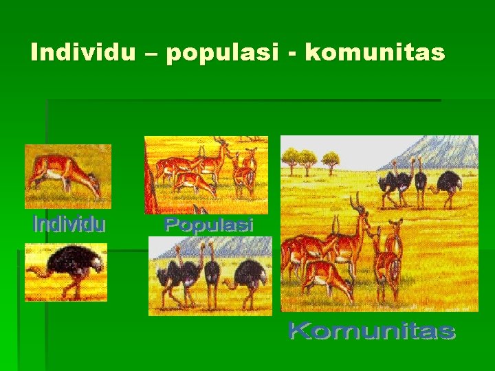 Individu – populasi - komunitas 