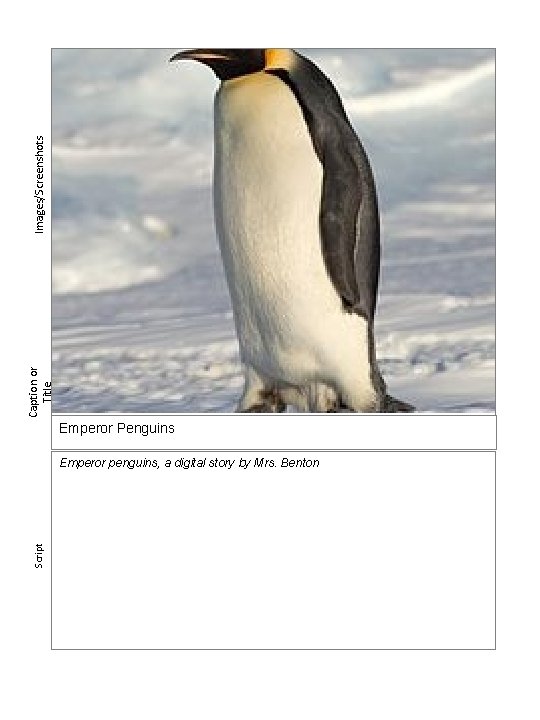 Images/Screenshots Caption or Title Emperor Penguins Script Emperor penguins, a digital story by Mrs.