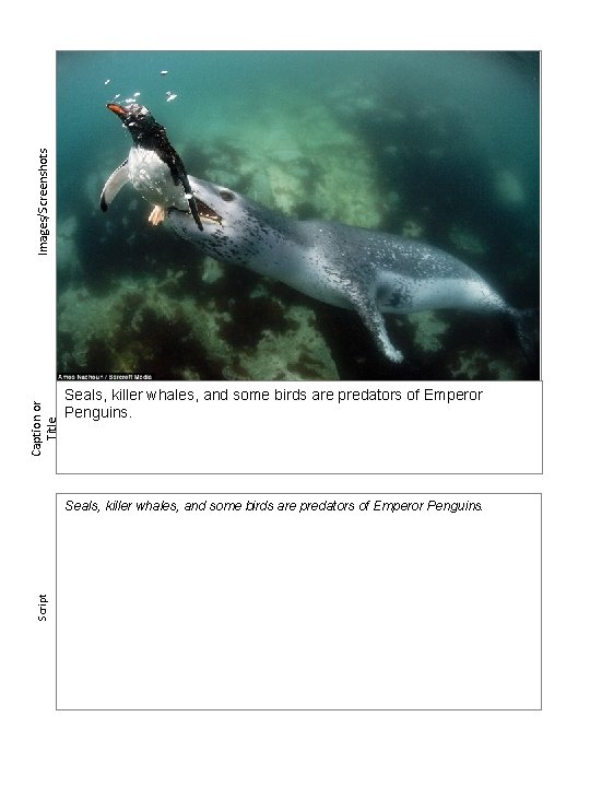 Images/Screenshots Caption or Title Seals, killer whales, and some birds are predators of Emperor