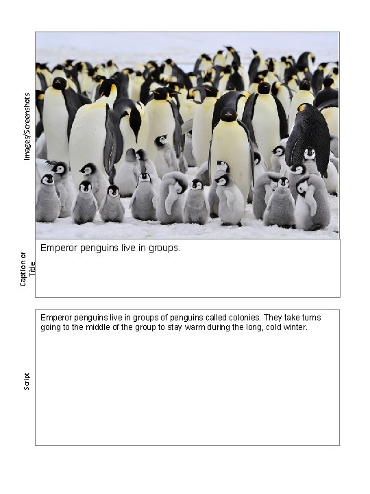 Images/Screenshots Caption or Title Emperor penguins live in groups. Script Emperor penguins live in
