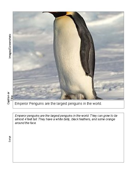 Images/Screenshots Caption or Title Emperor Penguins are the largest penguins in the world. Script