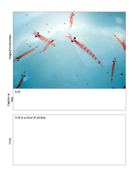 Script Caption or Title krill Krill is a kind of shrimp. Images/Screenshots 