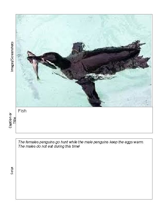 Images/Screenshots Caption or Title Fish Script The females penguins go hunt while the male