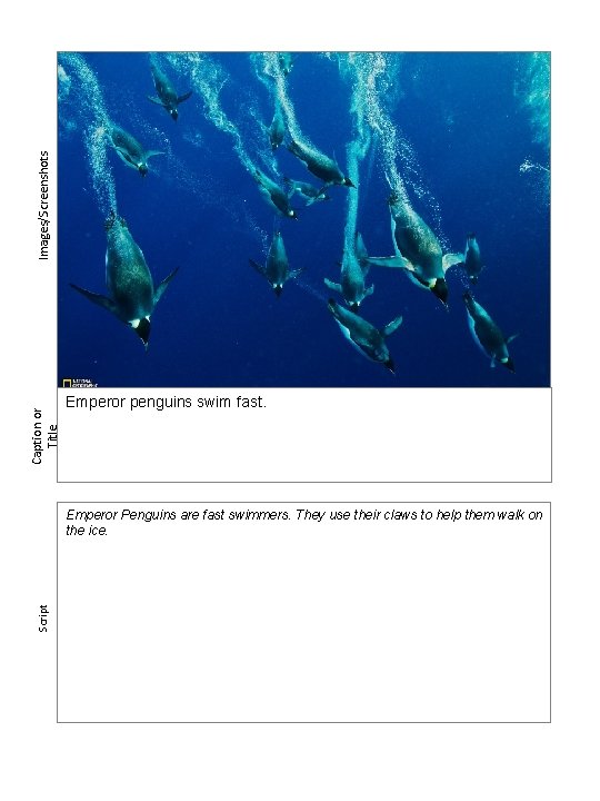 Images/Screenshots Caption or Title Emperor penguins swim fast. Script Emperor Penguins are fast swimmers.