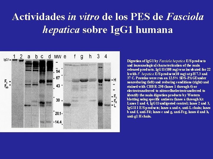 Actividades in vitro de los PES de Fasciola hepatica sobre Ig. G 1 humana