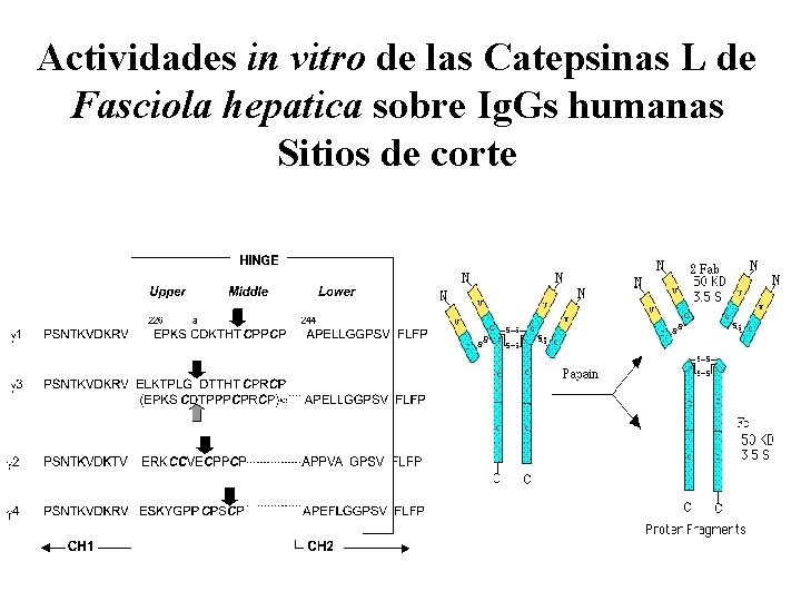 Actividades in vitro de las Catepsinas L de Fasciola hepatica sobre Ig. Gs humanas