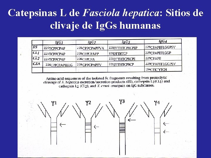 Catepsinas L de Fasciola hepatica: Sitios de clivaje de Ig. Gs humanas 