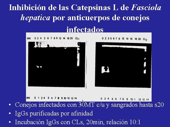 Inhibición de las Catepsinas L de Fasciola hepatica por anticuerpos de conejos infectados •