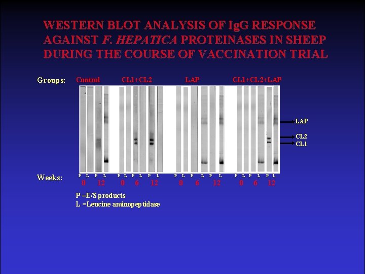 WESTERN BLOT ANALYSIS OF Ig. G RESPONSE AGAINST F. HEPATICA PROTEINASES IN SHEEP DURING