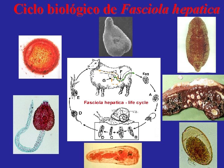 Ciclo biológico de Fasciola hepatica 