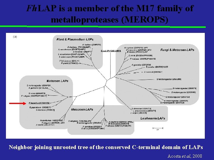 Fh. LAP is a member of the M 17 family of metalloproteases (MEROPS) Neighbor