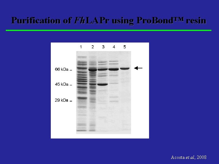 Purification of Fh. LAPr using Pro. Bond™ resin Acosta et al, 2008 