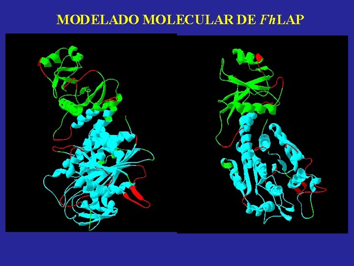 MODELADO MOLECULAR DE Fh. LAP 