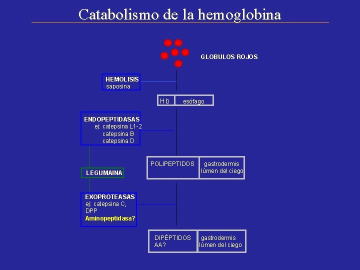 Catabolismo de la hemoglobina GLOBULOS ROJOS HEMOLISIS saposina Hb esófago ENDOPEPTIDASAS ej: catepsina L