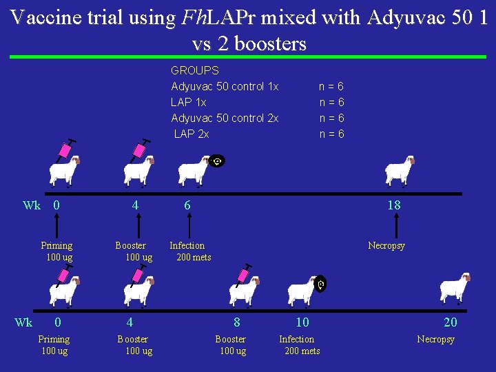 Vaccine trial using Fh. LAPr mixed with Adyuvac 50 1 vs 2 boosters GROUPS