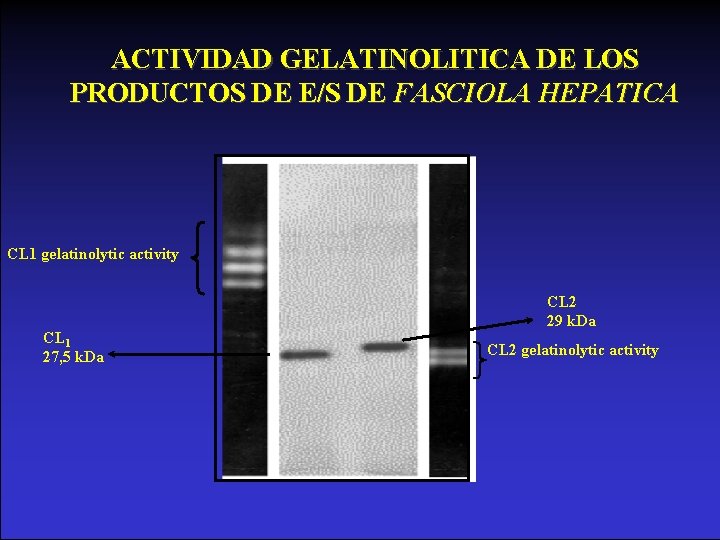 ACTIVIDAD GELATINOLITICA DE LOS PRODUCTOS DE E/S DE FASCIOLA HEPATICA CL 1 gelatinolytic activity
