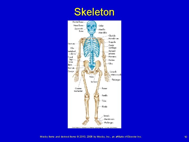 Skeleton Mosby items and derived items © 2010, 2006 by Mosby, Inc. , an