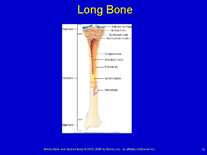 Long Bone Mosby items and derived items © 2010, 2006 by Mosby, Inc. ,